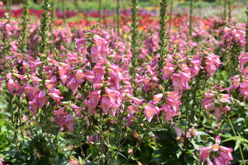 field of pink flowers