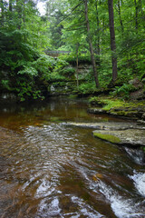 Naklejka premium stream in the forest