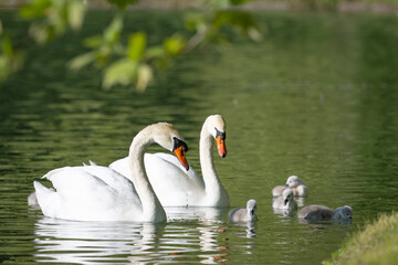Fototapeta premium Cygnes