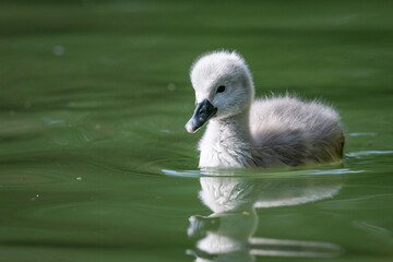 Bébé Cygne