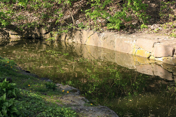 Beautiful river in a spring forest