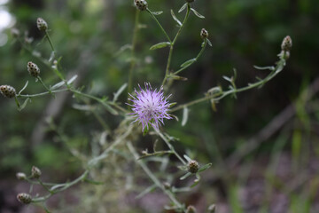 thistle flower in spring