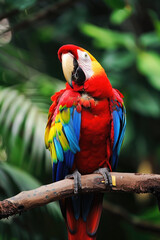 Obraz premium A vibrant parrot with colorful plumage perched gracefully on a tree branch in a lush green forest