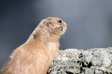 プレーリードッグ