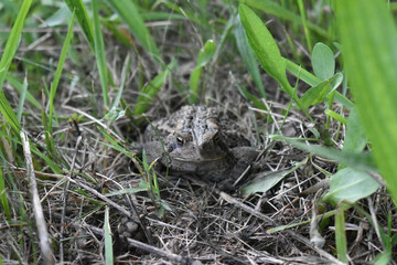 frog in the grass