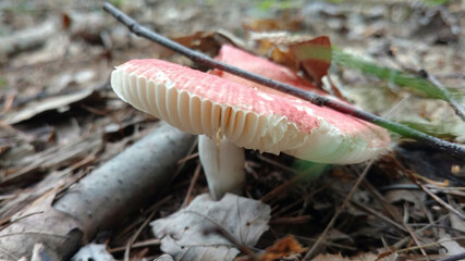 mushrooms in the forest