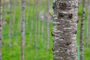 Field with many birch trees with selective focus