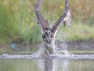 Osprey in flight with a fish over water.