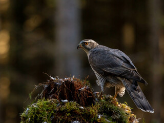 Male Goshawk perched on a tree stump in Scotland.