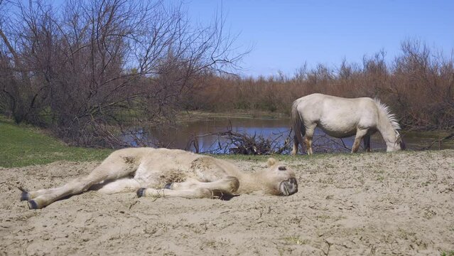 A wild horse foal rests lying on the sand, the horse grazes near the water on background, Slow motion. Wild Konik or Polish primitive horse