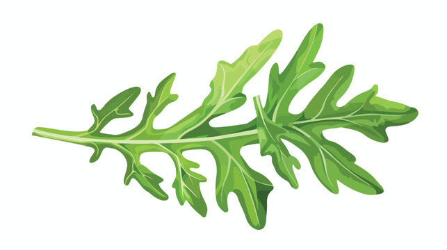 Leaf of fresh arugula on white background Vector illustration