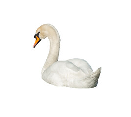 White swan png. A white swan with an orange beak on a transparent background