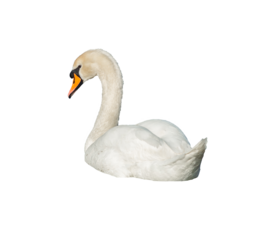 White swan png. A white swan with an orange beak on a transparent background