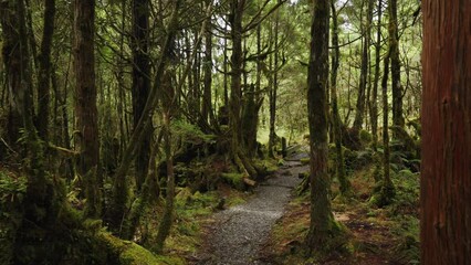Forest trail with moss and bushes in Taipingshan National Forest Recreation Area, Taiwan.