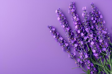 A bunch of purple flowers on a purple background with a purple background and a purple background