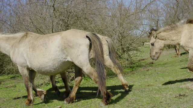 A pregnant wild horse mare leads a herd in dense bushes, Slow motion. Wild Konik or Polish primitive horse.