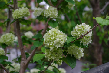 東京港区赤坂5丁目のオオデマリ