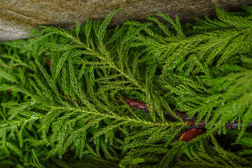 乃木神社の杉の葉