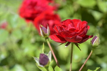 One blossom red rose on blurred green grass and red roses background. Close-up. Selective focus.