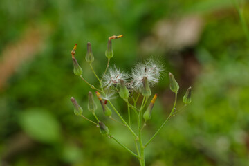 旧乃木邸のオニタビラコ