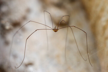 selective focus small round spider with long legs that Looks like a ghost