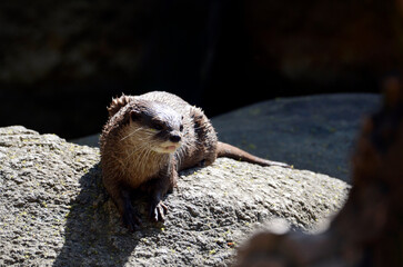 カワウソ
