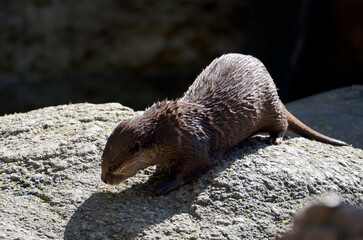 カワウソ