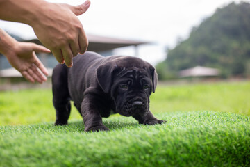 Selective focus, cute black pitbull mix puppy on green artificial grass