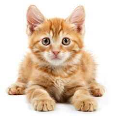 Obraz premium Adorable fluffy ginger kitten, lay down, isolated on white background, high definition, generated with AI