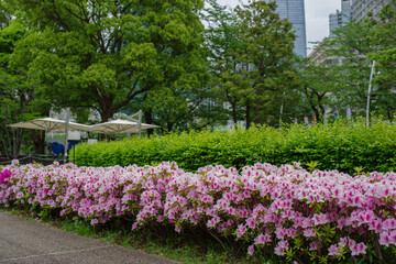 東京赤坂にある東京ミッドタウンのツツジ