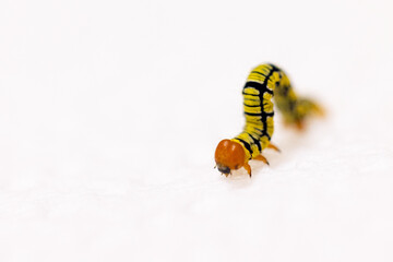 A small caterpillar / inchworm — most likely a snowbush spanworm (Melanchroia chephise), in...