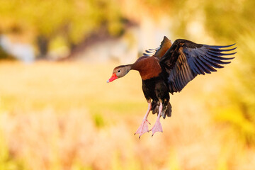 Black-bellied whistling duck (Dendrocygna autumnalis) flying in southwest Florida