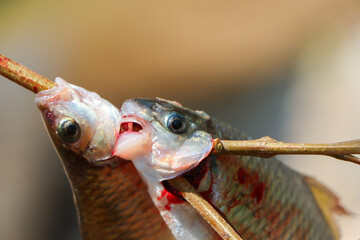 selective focus river fish brutally skewered in the mouth Hunted river fish are food for rural people.