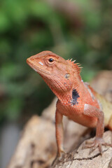 closeup changeable lizard orange texture and beautiful nature background High-resolution color...