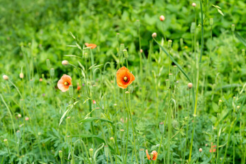 野原に咲くナガミヒナゲシ