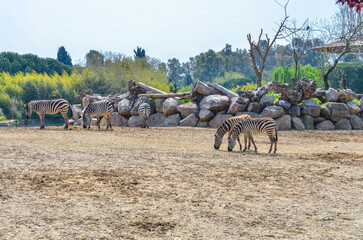 zebras in wildlife park