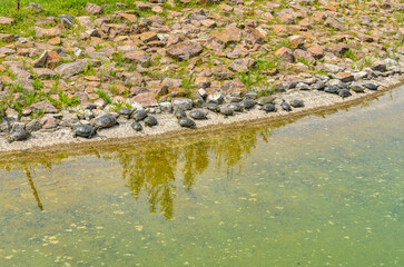 group of European pond turtles lying in the sun near water
