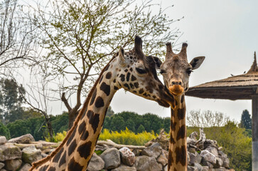 couple of giraffes in wildlife park