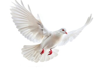 Fototapeta premium White pigeon animal flying bird.