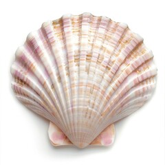 Obraz premium Sea shell seashell seafood clam.