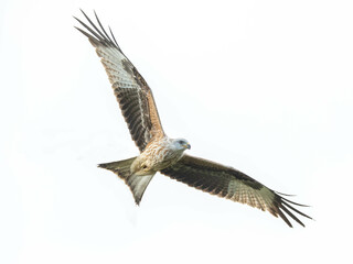 Red Kite in flight against a white background.