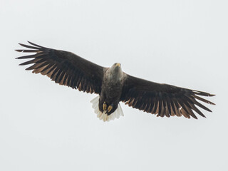 Fototapeta premium White Tailed Eagle in flight Scotland.