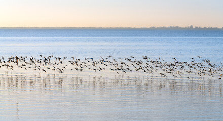 A flock of birds flying over the sea with reflection in water