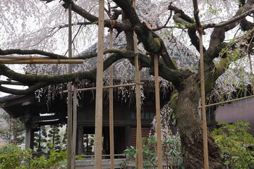 日本　埼玉の桜