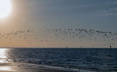 Beautiful sunrise over the sea with flying birds