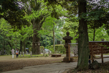 Naklejka premium 東京赤坂にある氷川神社の境内