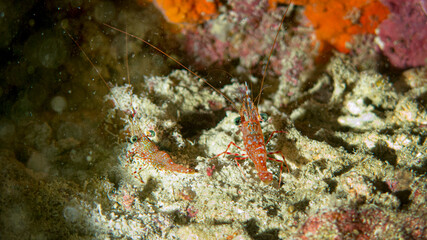 Fototapeta na wymiar red shrimp