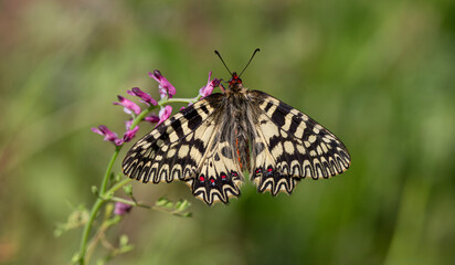 beautiful scalloped butterfly on plant, Southern Festoon, Zerynthia polyxena
