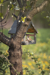Photo of a sparrow in a bird feeder.