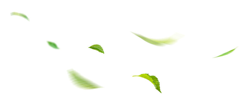 Fototapeta Green Floating Leaves Flying Leaves Green Leaf Dancing, Air Purifier Atmosphere Simple Main Picture.